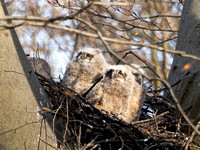 Great Horned Owl, Babies, and Friends, PERT, April 8-9, 2023