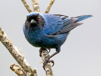 Masked Flowerpiercer