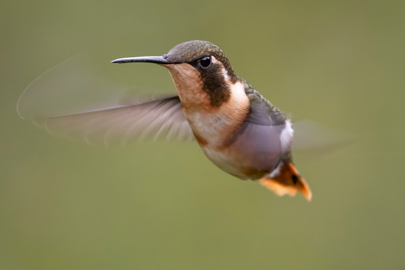 Purple-throated Woodstar