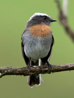 Rufous-breasted Chat-tyrant