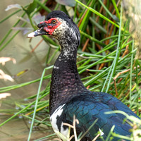 Muscovy Duck