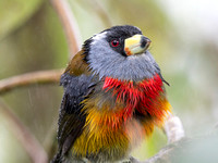 Toucan Barbet
