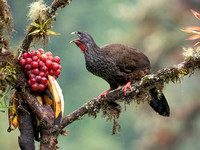 Andean Guan