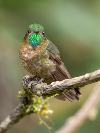 Tyrian Metaltail