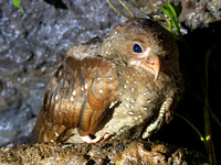 Oilbird