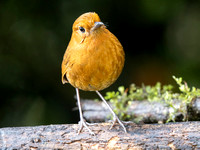 Rufous Antpitta