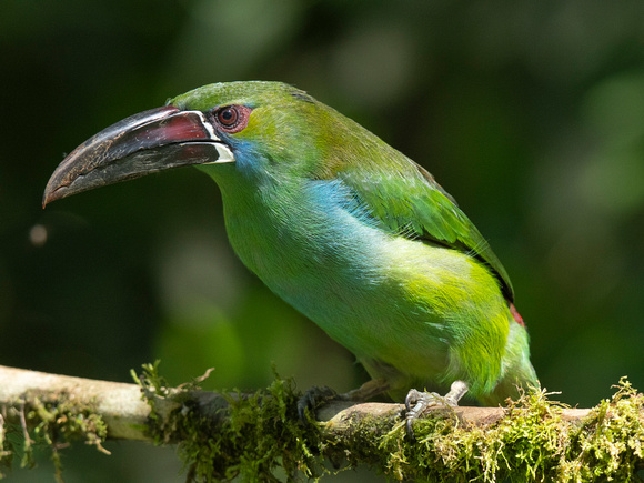 Crimson-rumped Toucanet