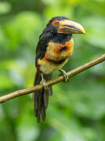 Collared Aracari