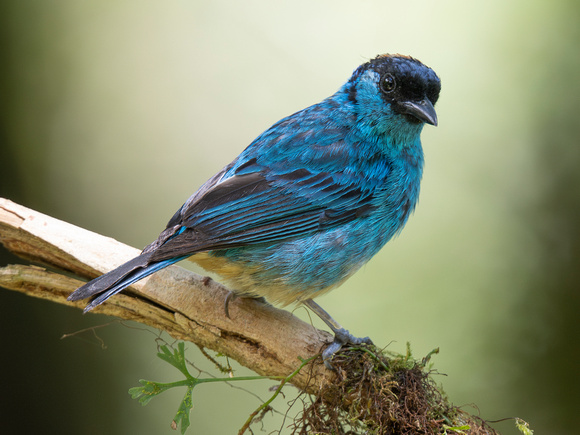 Golden-naped Tanager