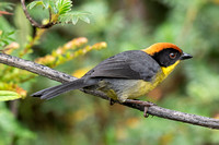 Yellow-breasted Brushfinch
