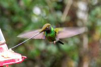 Sword-billed Hummingbird