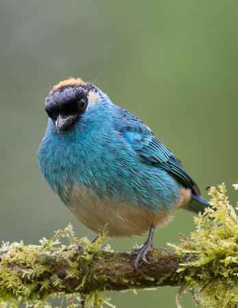 Golden-naped Tanager