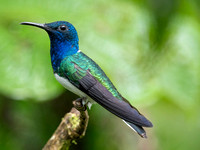 White-necked Jacobin