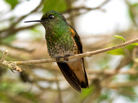 Buff-tailed Coronet