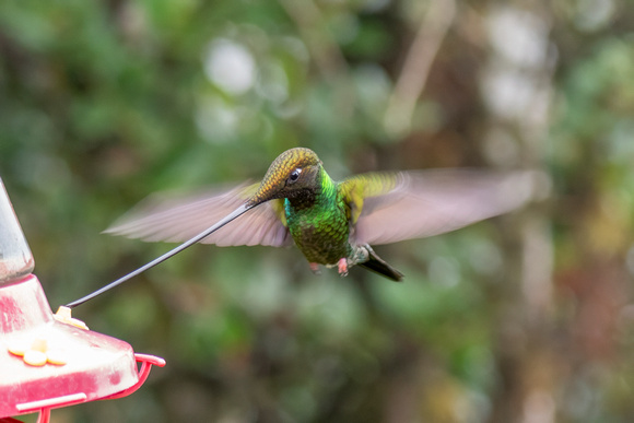 Sword-billed Hummingbird