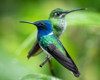 White-necked Jacobin and Green-tailed Trainbearer